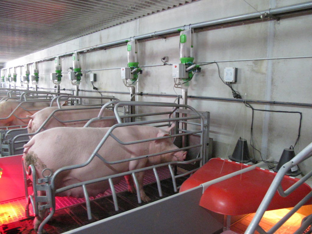 安徽斯高德携新品母猪智能饲喂器亮相第二十届中国畜牧业博览会 - anhuisigaode
